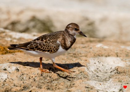 Voltapietre ,  Arenaria interpres  (Linnaeus, 1758)