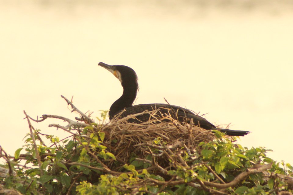 Phalacrocorax carbo 1