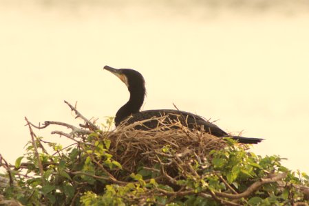 Phalacrocorax carbo 1