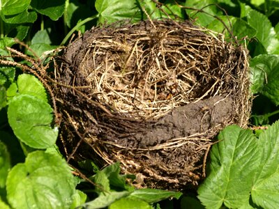 Nesting place nature hatchery photo