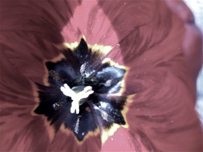 2009/365/104 Textury Tulip