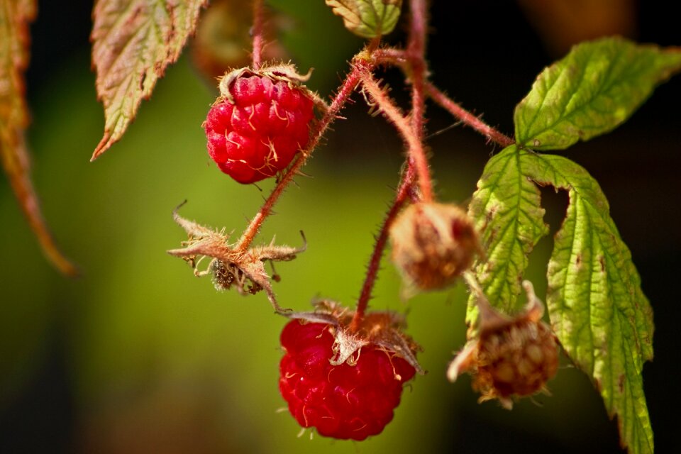 Freshness food berry