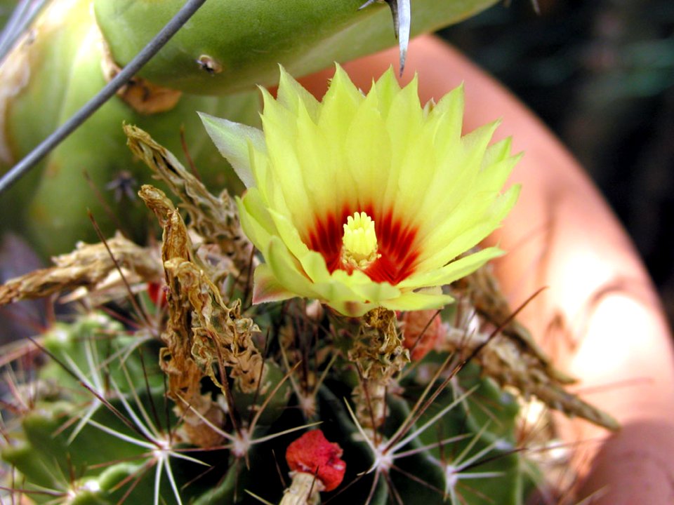 Dainty Cactus Flower