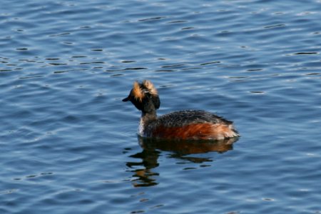 Horned Grebe photo