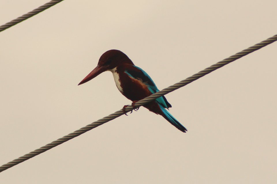 Halcyon smyrnensis 1