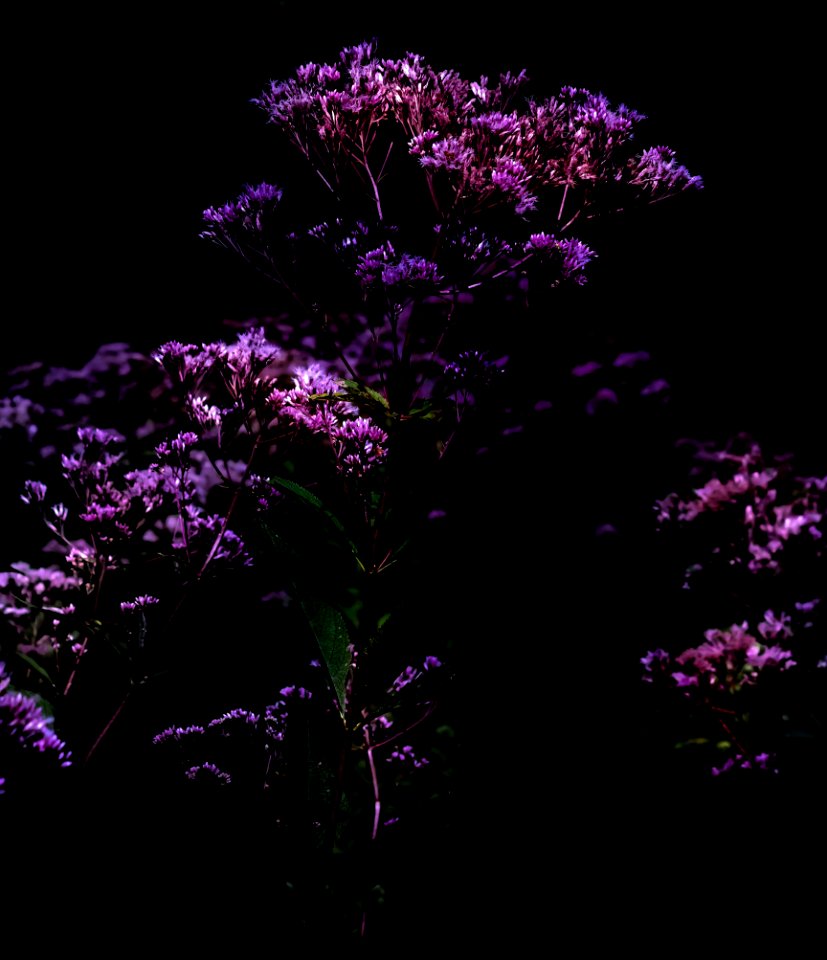 Low Key Purple Wildflowers
