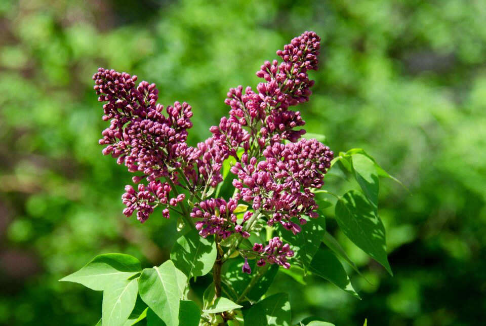 Inflorescence brush spring
