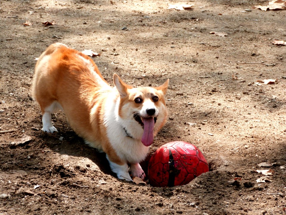 Ball o'clock