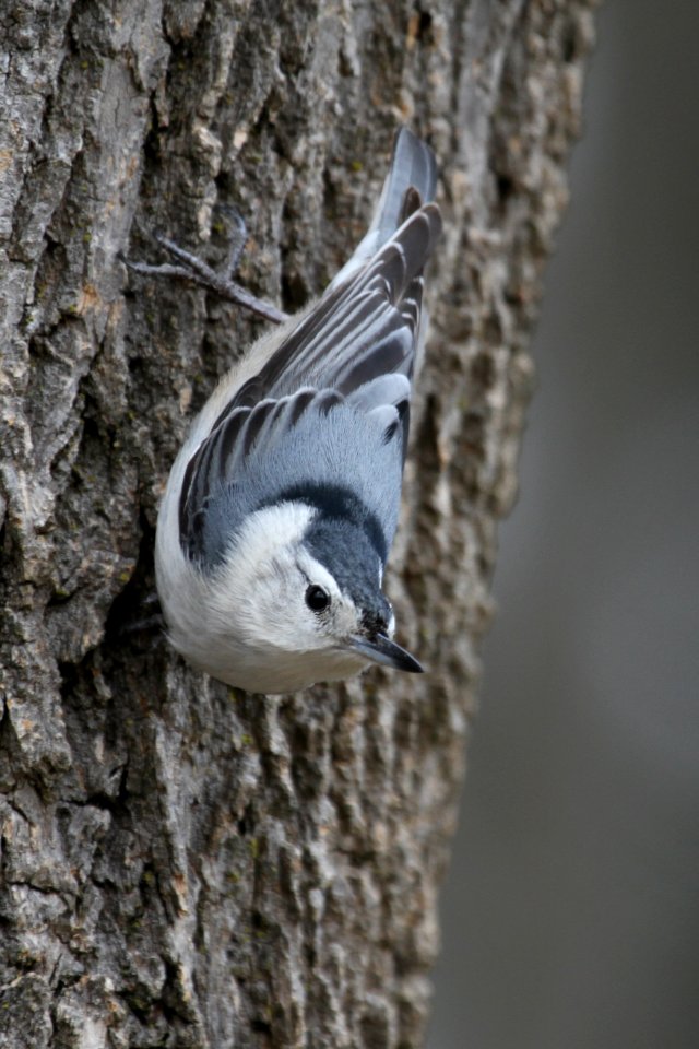 White-breasted Nuthatch