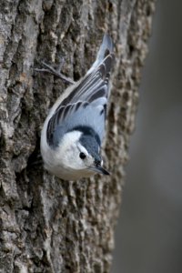 White-breasted Nuthatch