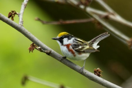 Chestnut-sided Warbler