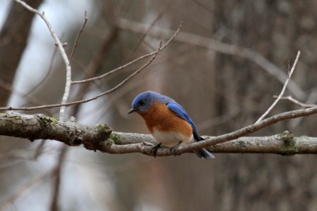 Eastern Bluebird photo