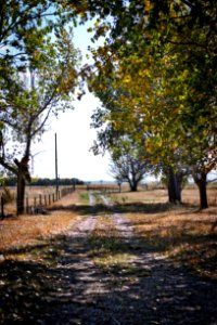 Down Poplar Driveway