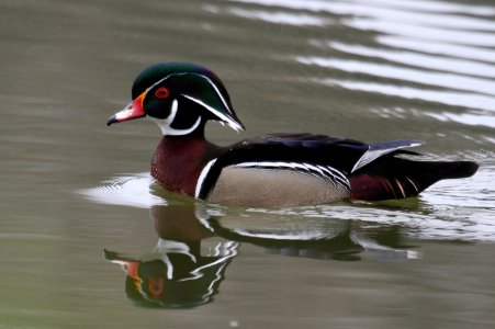 Wood Duck at Sheridan Park photo