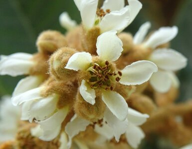 Fruit tree eriobotrya petal