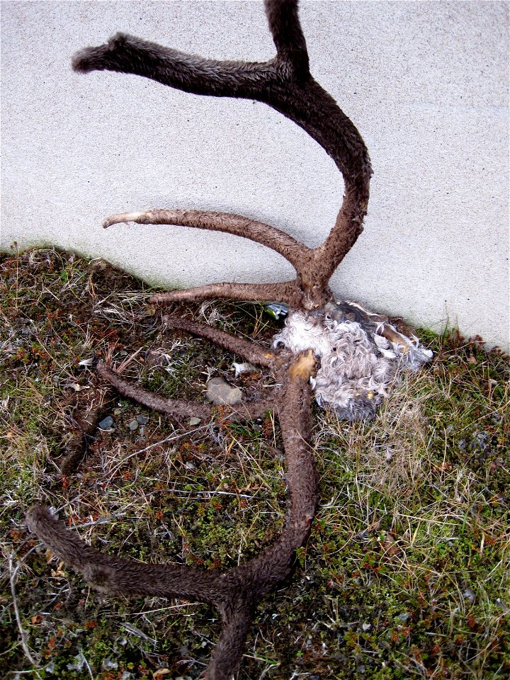 That Be Real Antlers