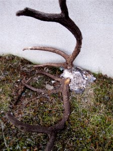 That Be Real Antlers photo