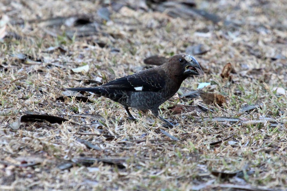 Amblyospiza albifrons 1