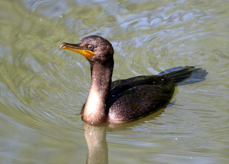Double-crested Cormorant