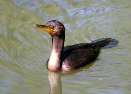 Double-crested Cormorant photo