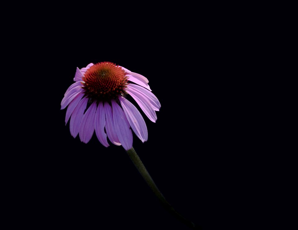 Low Key single Cone Flower