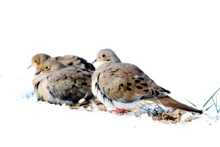 Mourning Doves in the snow photo