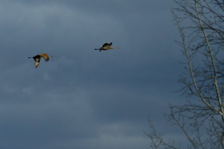 Sandhill Cranes