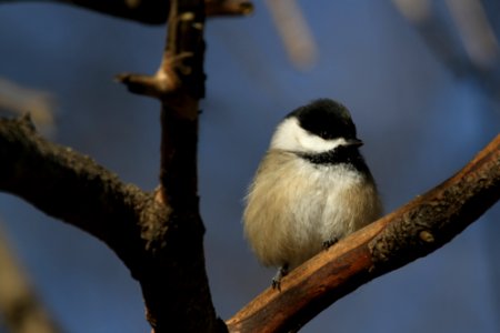 Black-capped Chickadee