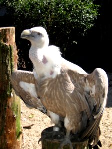 Vulture01