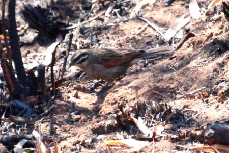 Emberiza capensis 2