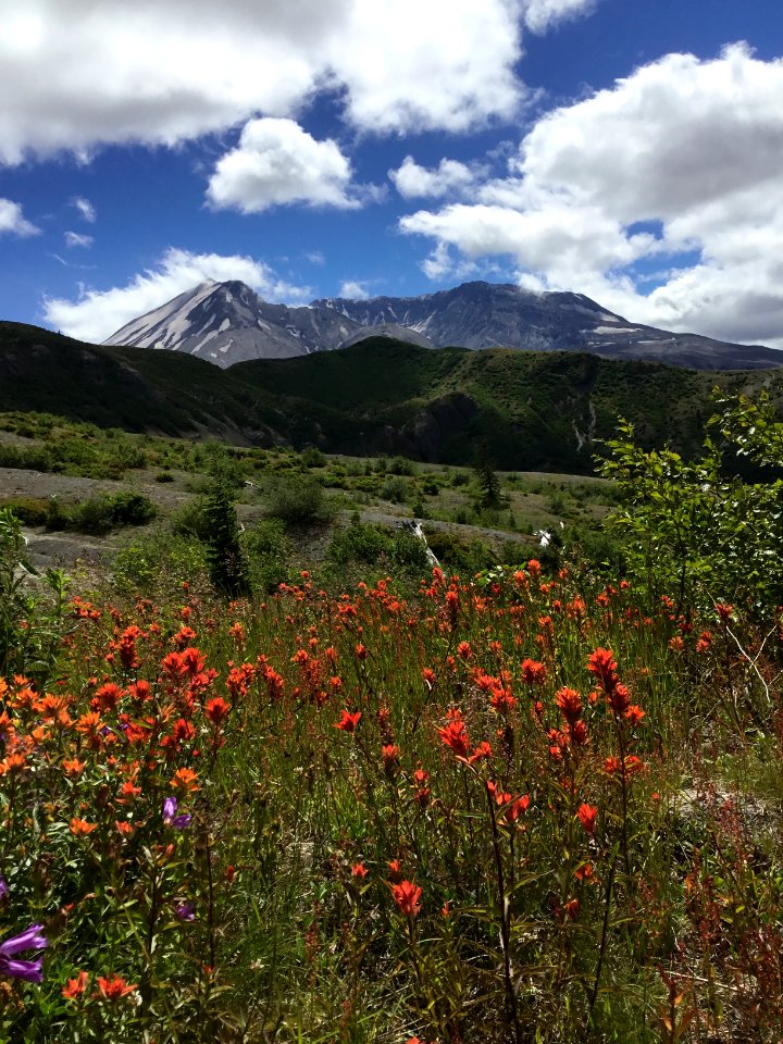 Mt. St. Helens with wildflowers