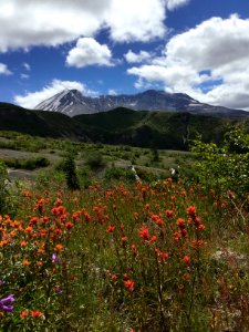 Mt. St. Helens with wildflowers