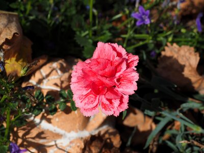 Dianthus pink dianthus barbatus
