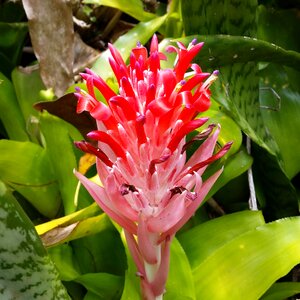 Tropical flowers ocean travel photo