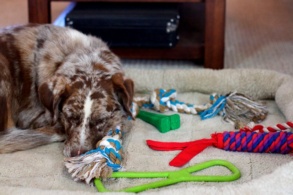 So Many Toys, So Much Time