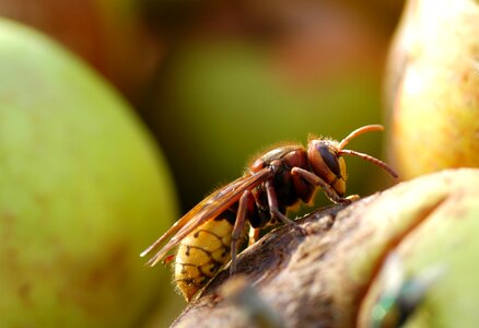 Compound eyes macro closeup photo