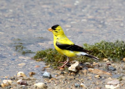American Goldfinch at Wolf Lake
