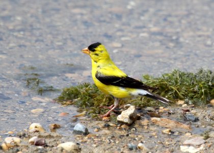 American Goldfinch at Wolf Lake photo