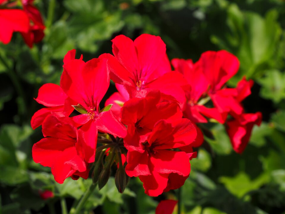 Flower red pelargonium cucullatum