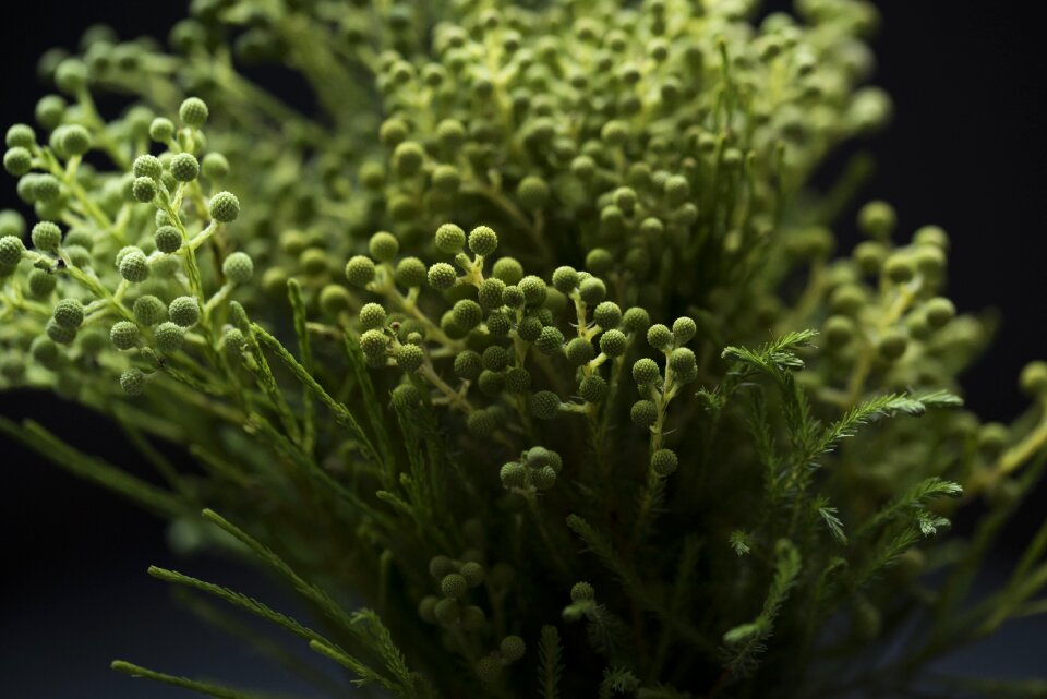 Botany growth green