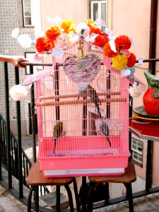 Budgies!