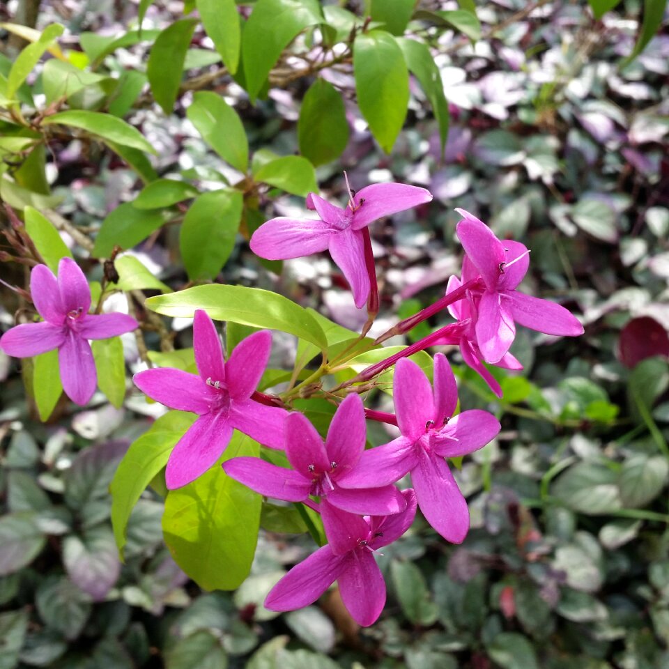 Kauai tropical flower