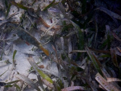 Sparisoma rubripinne 1