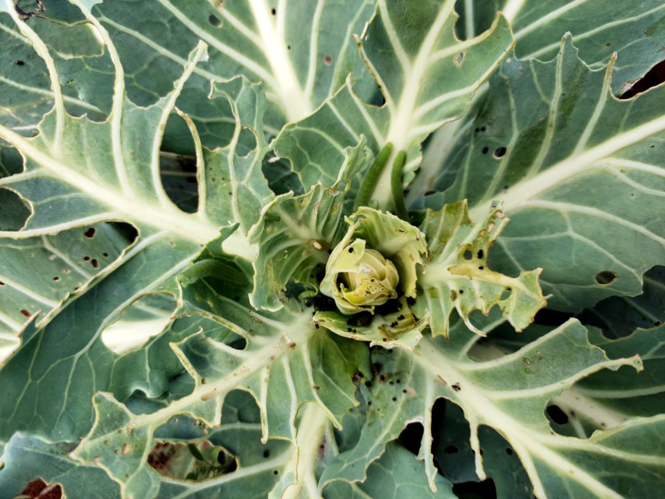 Diamondback moth larvae in cabbage.