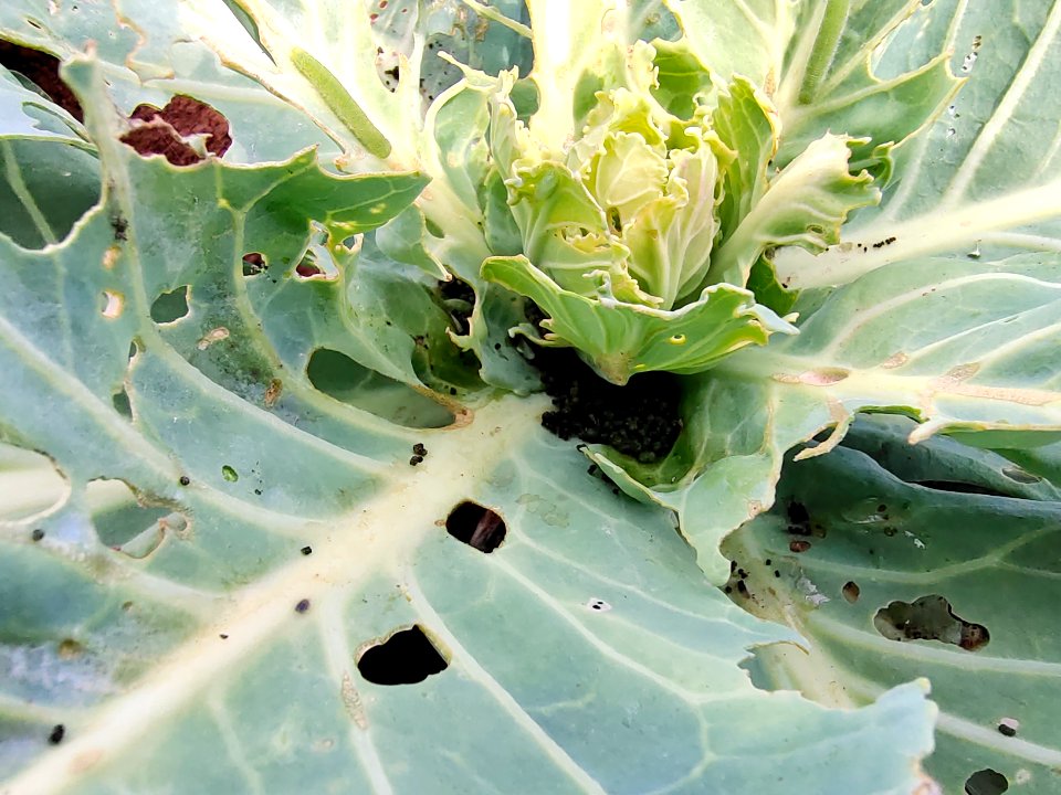 Diamondback moth larvae in cabbage.