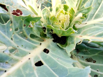 Diamondback moth larvae in cabbage.