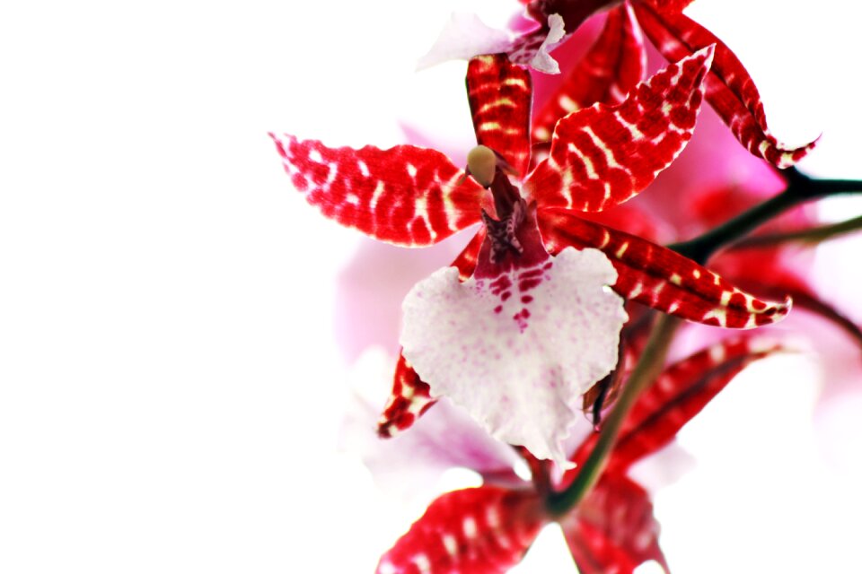 Flower white the gentle