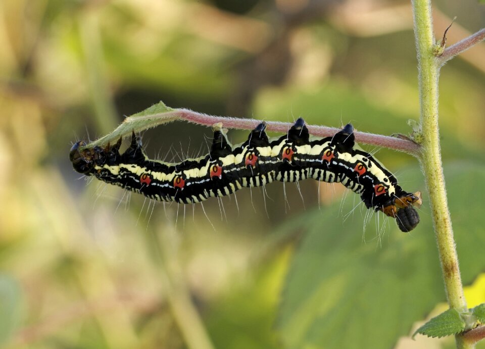 Bug nature plant