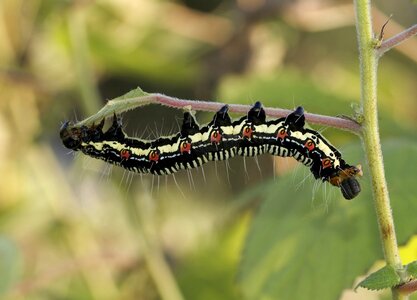 Bug nature plant