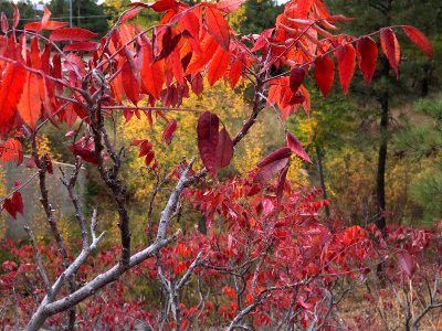 Autumn Sandwich